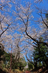 full cherry blossoms in the park , 2020
