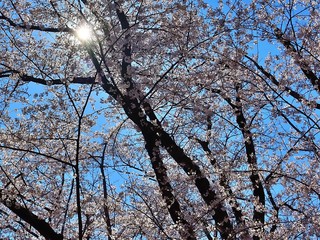 full cherry blossoms in the park , 2020