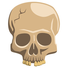 Vector drawing of an old fractured skull with a missing tooth. No outline. Isolated on white.