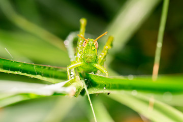 Giant Grasshopper also known as Valanga irregularis.