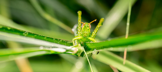 Fototapeta premium Giant Grasshopper also known as Valanga irregularis.