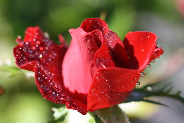 Red rose in the garden 