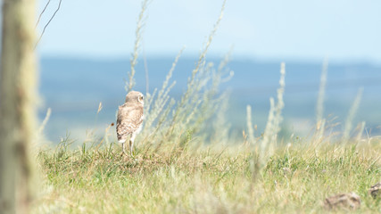 Athene cunicularia on land