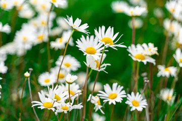 Fototapeta premium field of vibrant fresh daisy flowers in the grass 