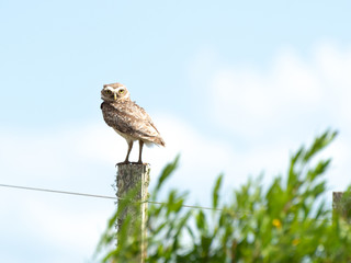 Athene cunicularia on pole