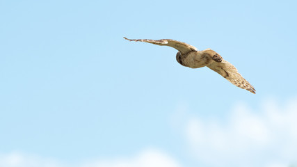 Athene cunicularia in flight