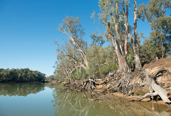  Giant river gum trees line The Murray river near the Victorian town of  Echura.