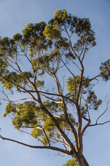 Top of an Eucalyptus tree in the Highlands of Peru