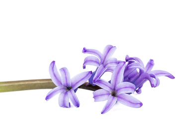 Obraz premium Violet flowers of hyacinth, isolated on white background
