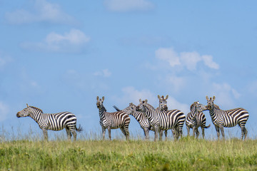 Zebras on a hilltop during the great migration, Serengeti National Park, Tanzania  © knelson20