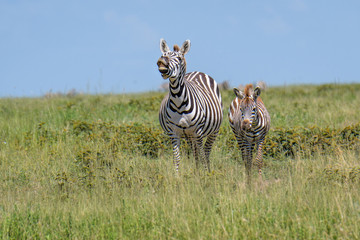 Mother and baby zebras during the great migration, Serengeti National Park, Tanzania
