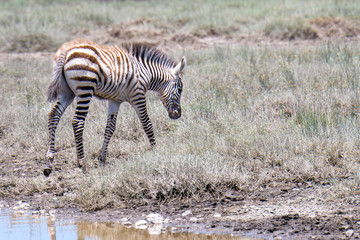 Obraz na płótnie Canvas Baby zebra during the great migration, Serengeti National Park, Tanzania 