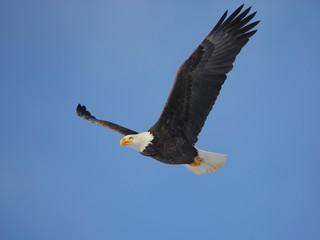 Bald Eagle soaring in blue sky, showing full wingspan.