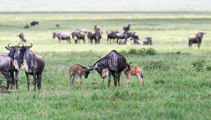 Wildebeest adults and babies during the great migration, Serengeti National Park, Tanzania
