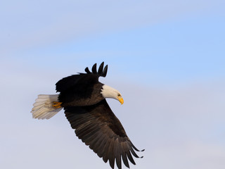 bald eagle in flight, looking down