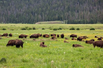 Bison Resting and Grazing in a Meadow