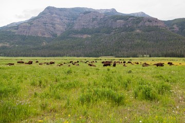 Bison Resting and Grazing in a Meadow