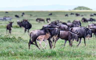Obraz na płótnie Canvas Wildebeest adults and babies during the great migration, Serengeti National Park, Tanzania 