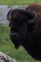 Bison Portrait at Yellowstone