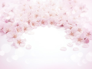 合成用背景　桜の花（ソメイヨシノ）生花