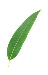 Eucalyptus leaves isolated on isolated on white background. Clipping path.