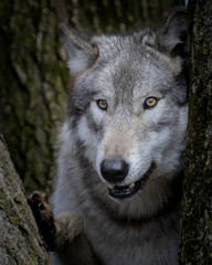 Obraz premium Wolves in springtime in the Midwest