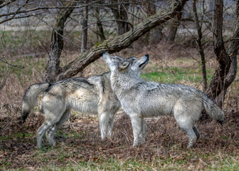 Naklejka na ściany i meble Wolves in springtime in the Midwest