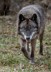 Wolves in springtime in the Midwest