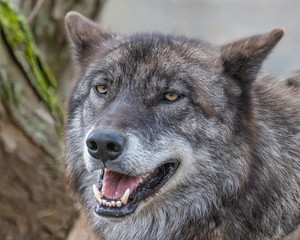 Fototapeta premium Single wolf in the Midwest US posing for the camera.