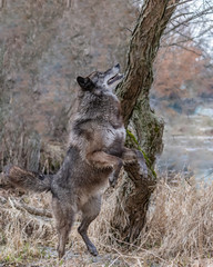 Wolves in springtime in the Midwest