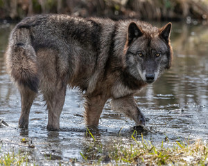 Wolves in springtime in the Midwest
