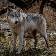 Naklejka na ściany i meble Wolves in springtime in the Midwest