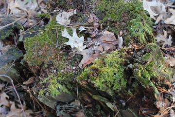 green moss on the stone