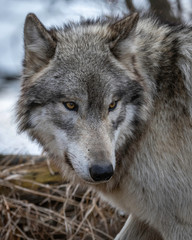 Obraz premium Wolves in springtime in the Midwest