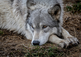 Wolves in springtime in the Midwest