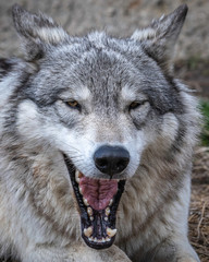 Wolves in springtime in the Midwest