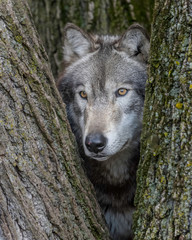 Wolves in springtime in the Midwest