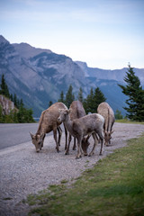 Image of Mountain Goats in the natural Canadian Rockies Landscape