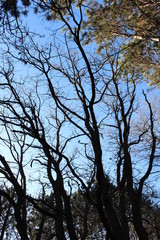 tree in the sky