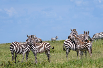Obraz na płótnie Canvas Zebras on the savannah during the great migration, Serengeti National Park, Tanzania 