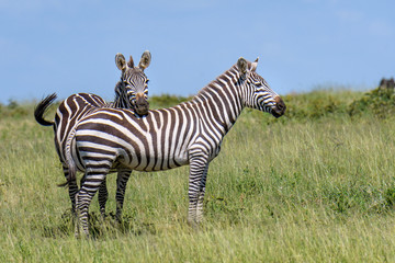 Zebras on the savannah during the great migration, Serengeti National Park, Tanzania
