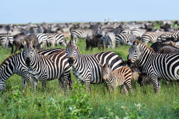 Fototapeta na wymiar Mega herd of zebras on the savannah during the great migration, Serengeti National Park, Tanzania 