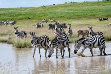 Fototapeta na wymiar Zebras in the water during the great migration, Serengeti National Park, Tanzania 