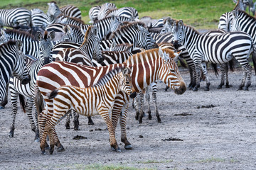 Rare red zebra adult and baby during the great migration, Serengeti National Park, Tanzania
