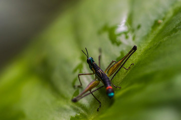Fototapeta premium Saltamontes Payaso No3