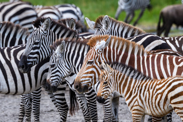 Fototapeta na wymiar Rare red zebra adult and baby during the great migration, Serengeti National Park, Tanzania 