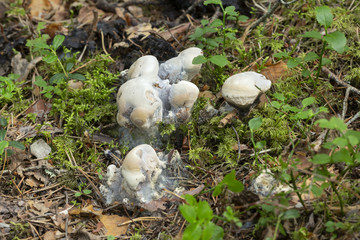 Hydnellum suaveolens mushrooms growing in natural environment