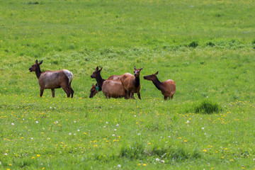 A group of elk standing on top of a lush green field. High quality photo