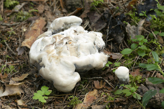 Hydnellum suaveolens mushrooms growing in natural environment