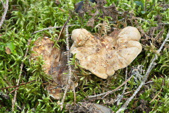 Tooth fungus, Hydnellum fennicum growing among moss